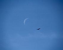 Moon and bird A bird flying by a 25 day old moon.