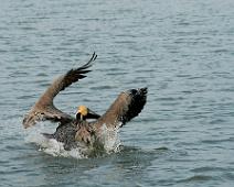 N_FlyingPelican_SGoldberg