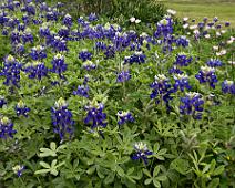 Blue Bonnets Garden Blue Bonnets at the Westbury Community Garden