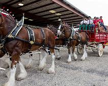 Clydesdales_3 At the Brenham TX County Fair