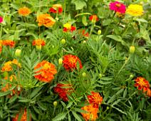 Flowers at the Westbury Community Garden