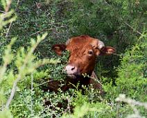 P_HidingCow_SGoldberg Cow hiding in the trees