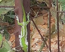 P_SheddingLizard_SGoldberg Lizard shedding its skin
