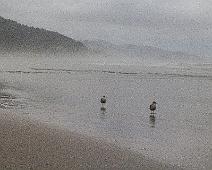 Shore_birds Typical beach bird