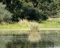 Reed Reflecitons Brazos Bend Creakfield Lake
