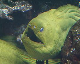 Aquarium