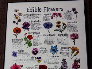 Edible Flowers 2023